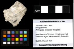 Foto (Objekt + Etiketten) von Decapoda indet. 